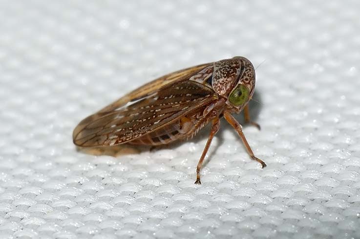Cicadellidae e  Lepyronia coleoptrata